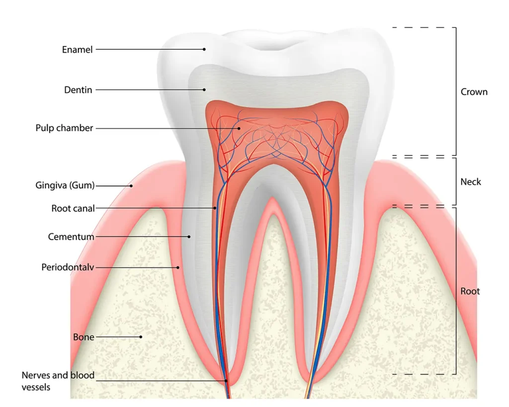 Detailed illustration of tooth anatomy showing enamel, dentin, and pulp chamber, used to explain the formation of cavities and the importance of dental care as advised by your Missoula Dentist.